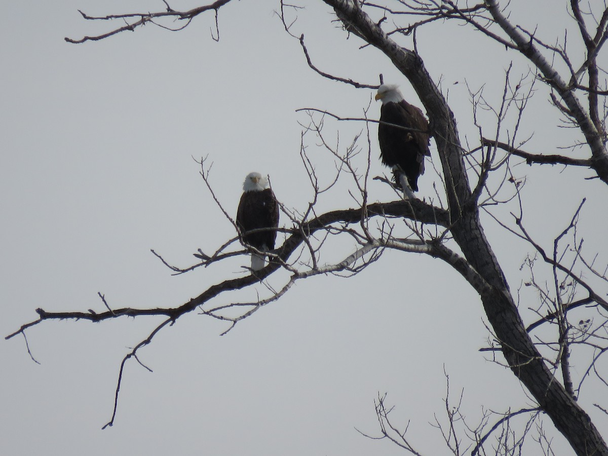 Bald Eagle - ML514360951