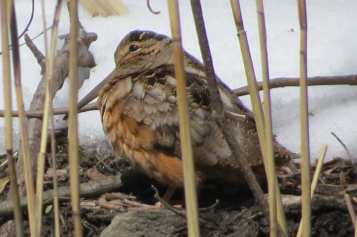 American Woodcock - ML51436121