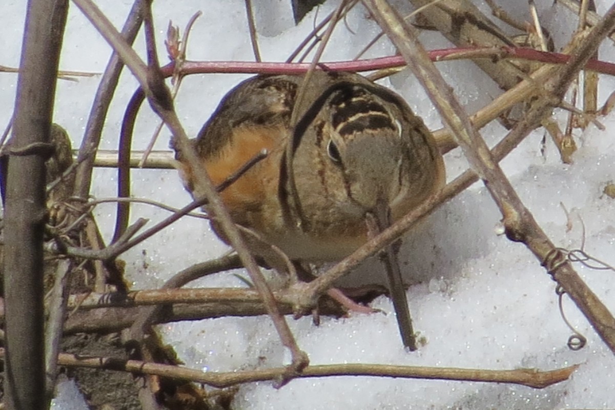 American Woodcock - ML51436131