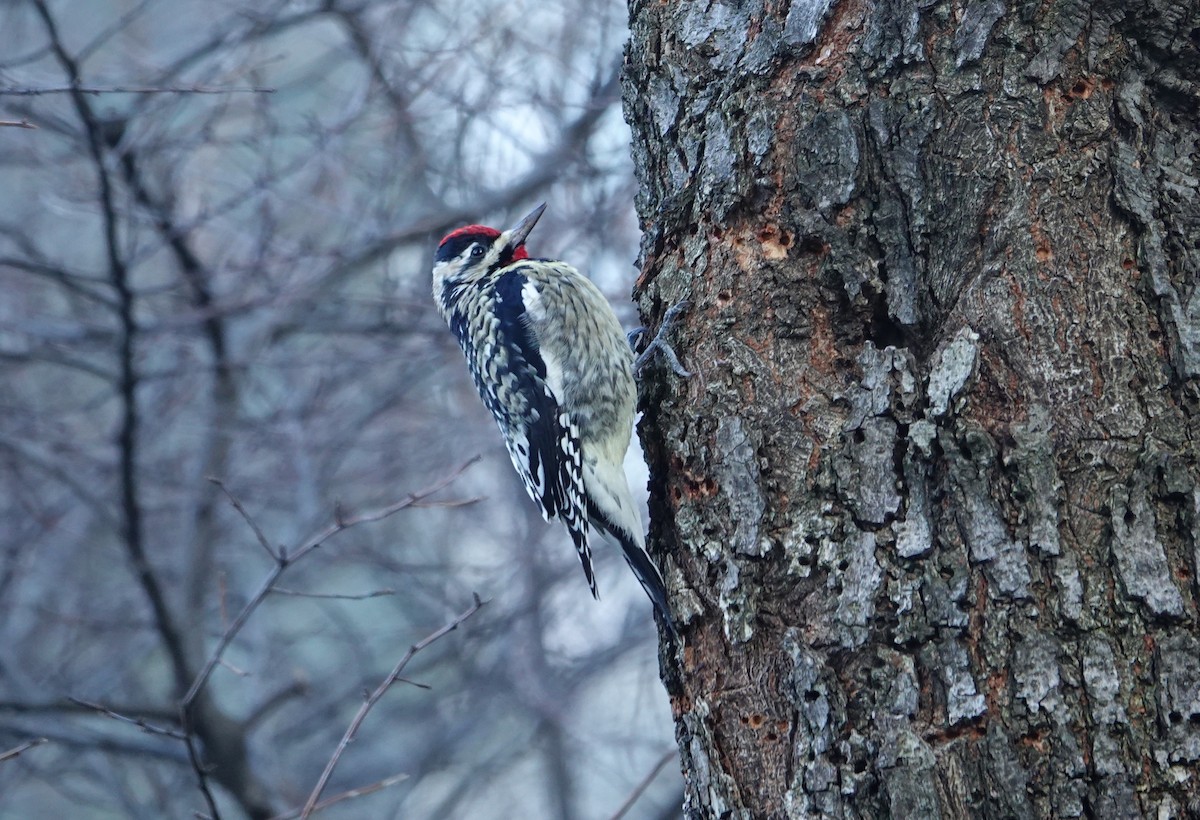 Yellow-bellied Sapsucker - ML514361791