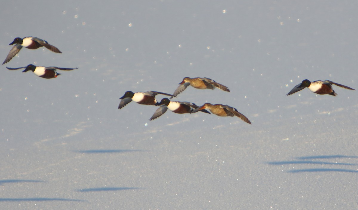 Northern Shoveler - ML514362041