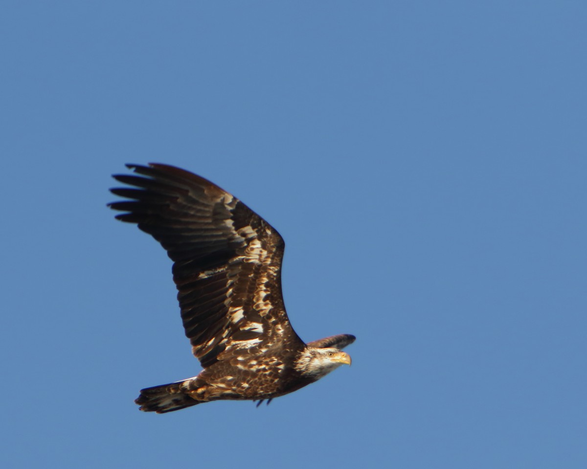 Bald Eagle - ML514362211