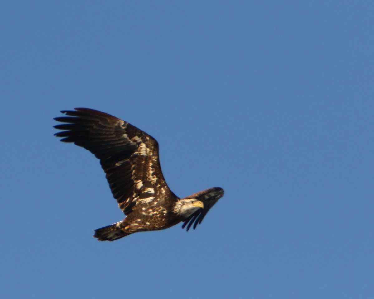 Bald Eagle - ML514362221