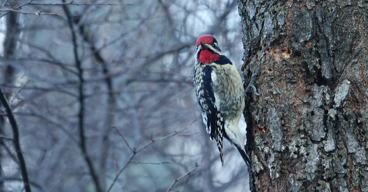 Yellow-bellied Sapsucker - ML514362331