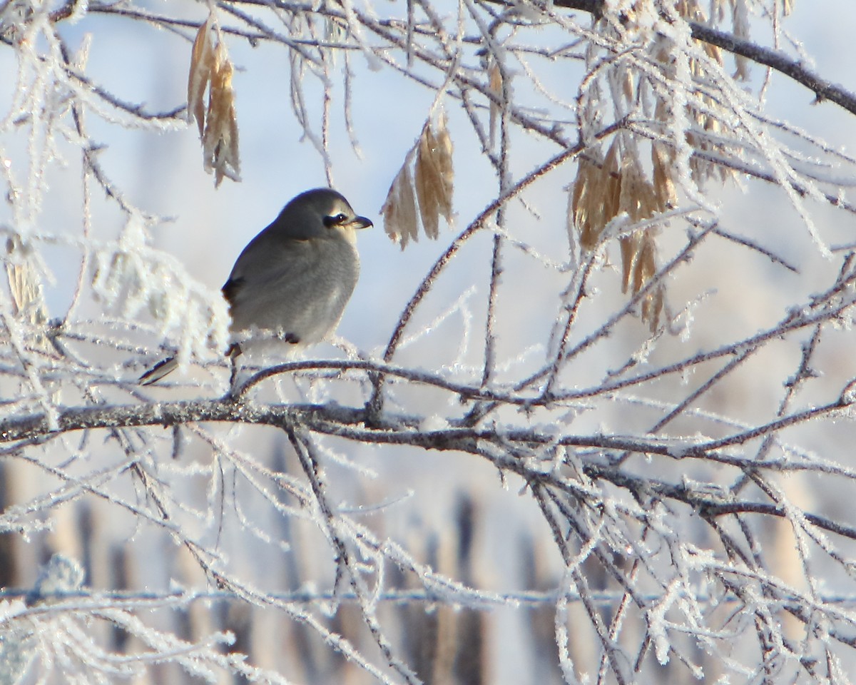 Northern Shrike - ML514362741