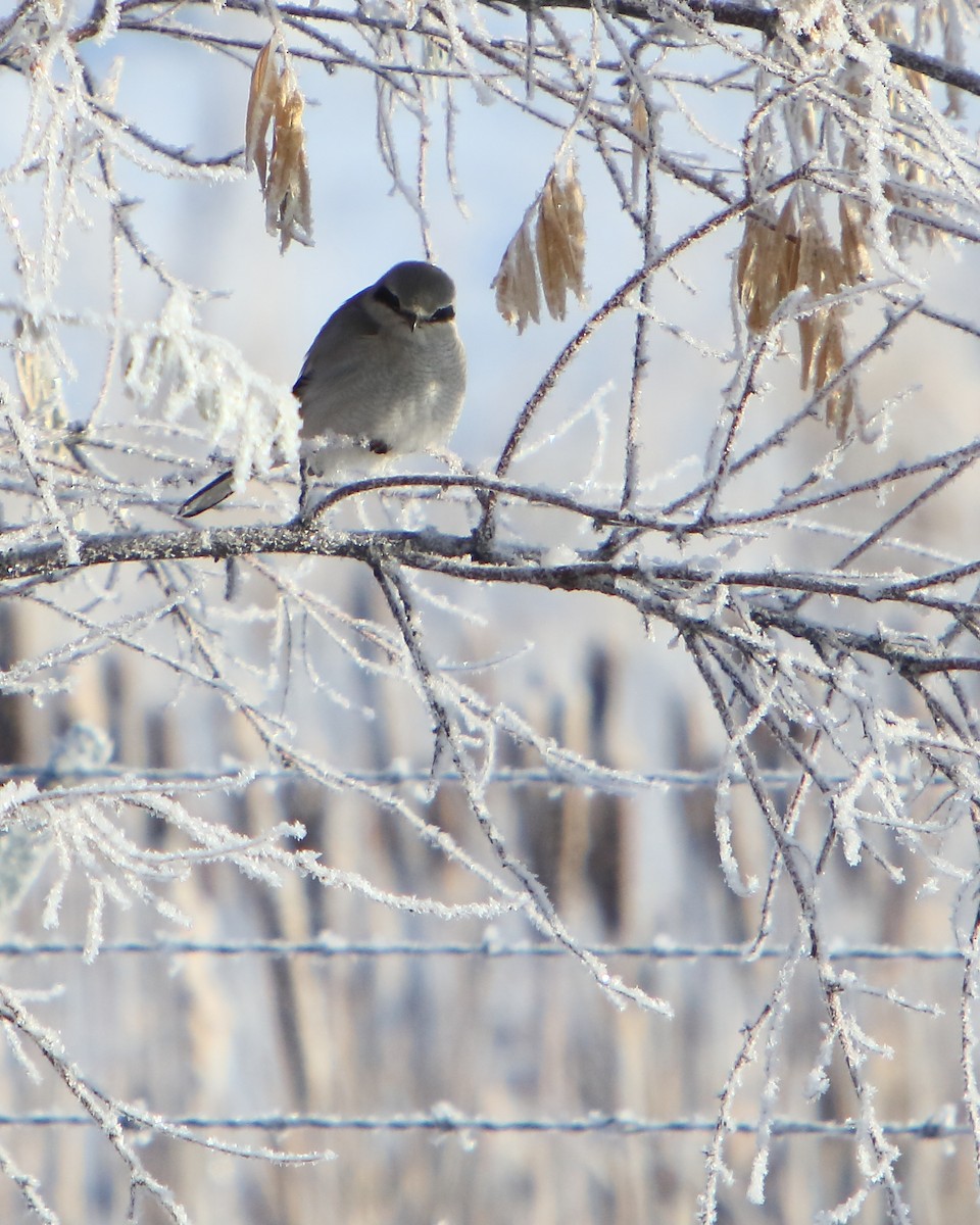 Northern Shrike - ML514362751