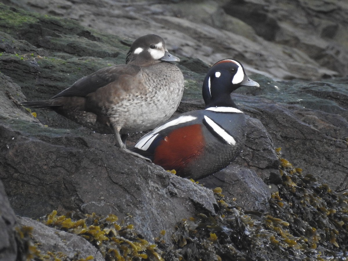 Harlequin Duck - Cos van Wermeskerken