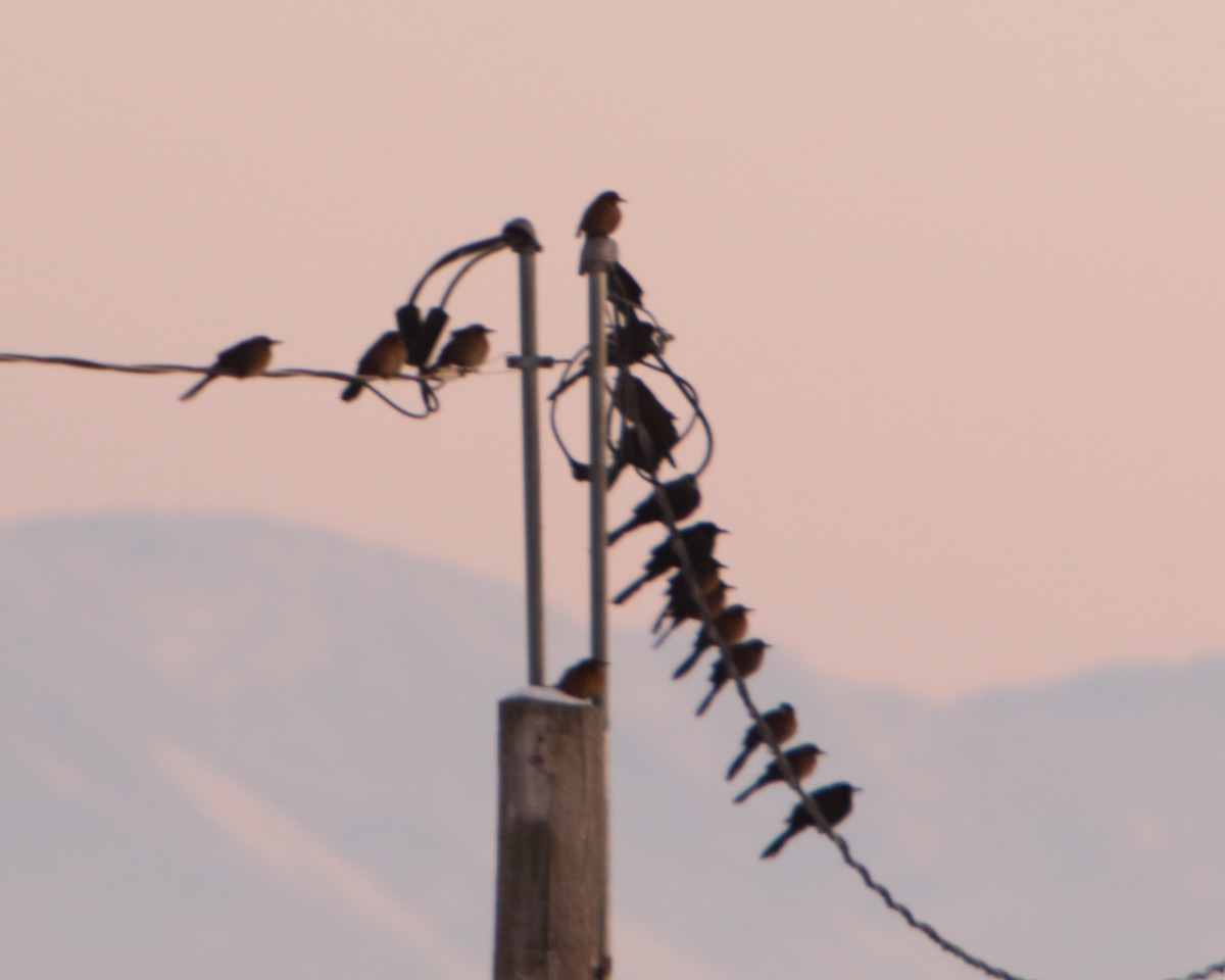 Great-tailed Grackle - ML514364001