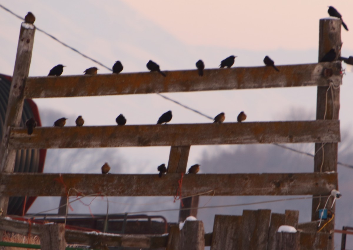 Great-tailed Grackle - ML514364011