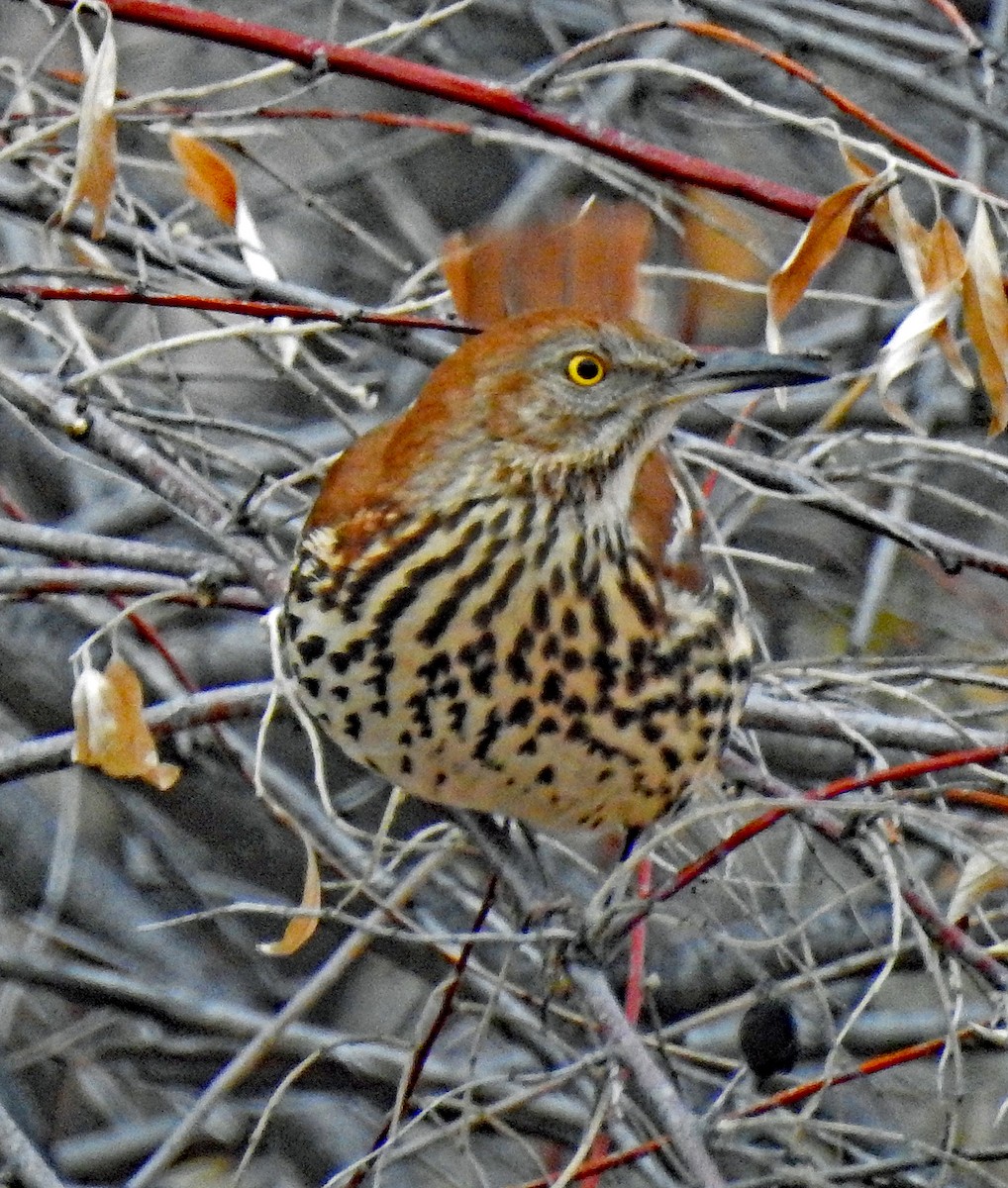 Brown Thrasher - Janet Ruth