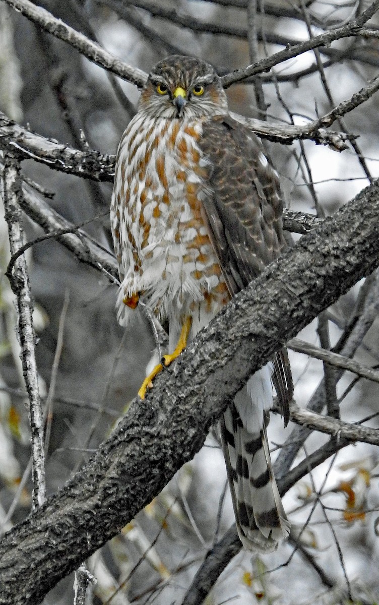 Sharp-shinned Hawk - Janet Ruth