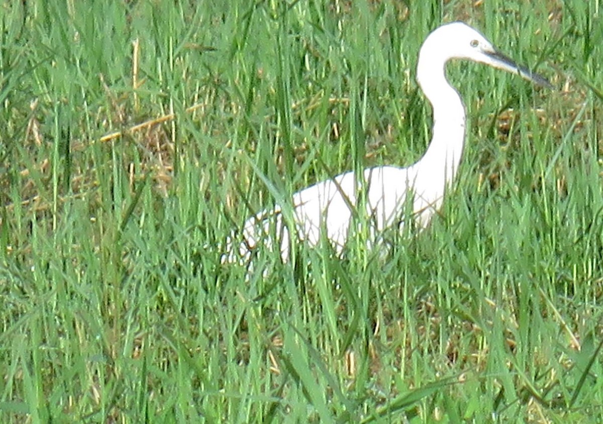 Little Egret - ML514366081