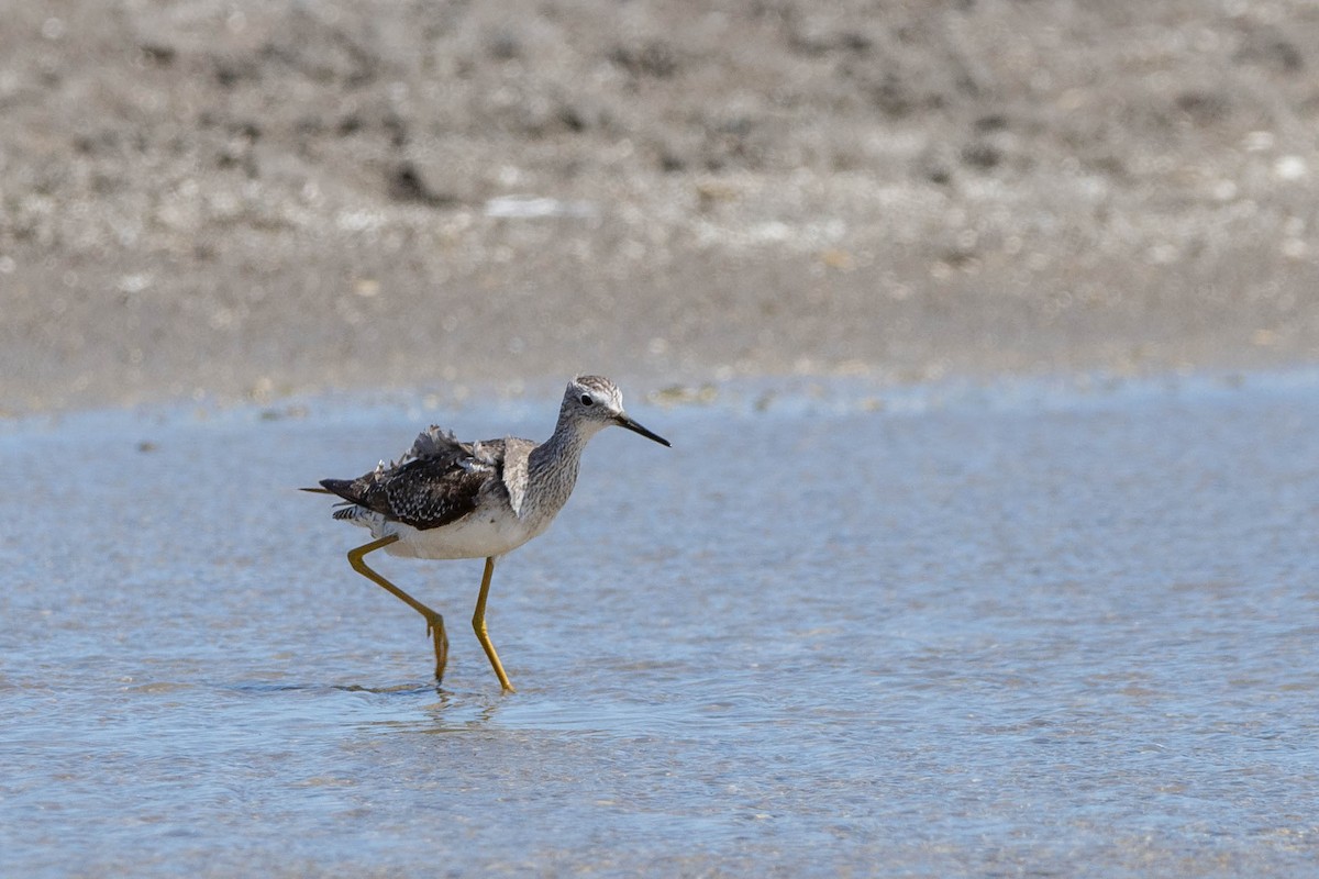 Lesser Yellowlegs - ML514368111