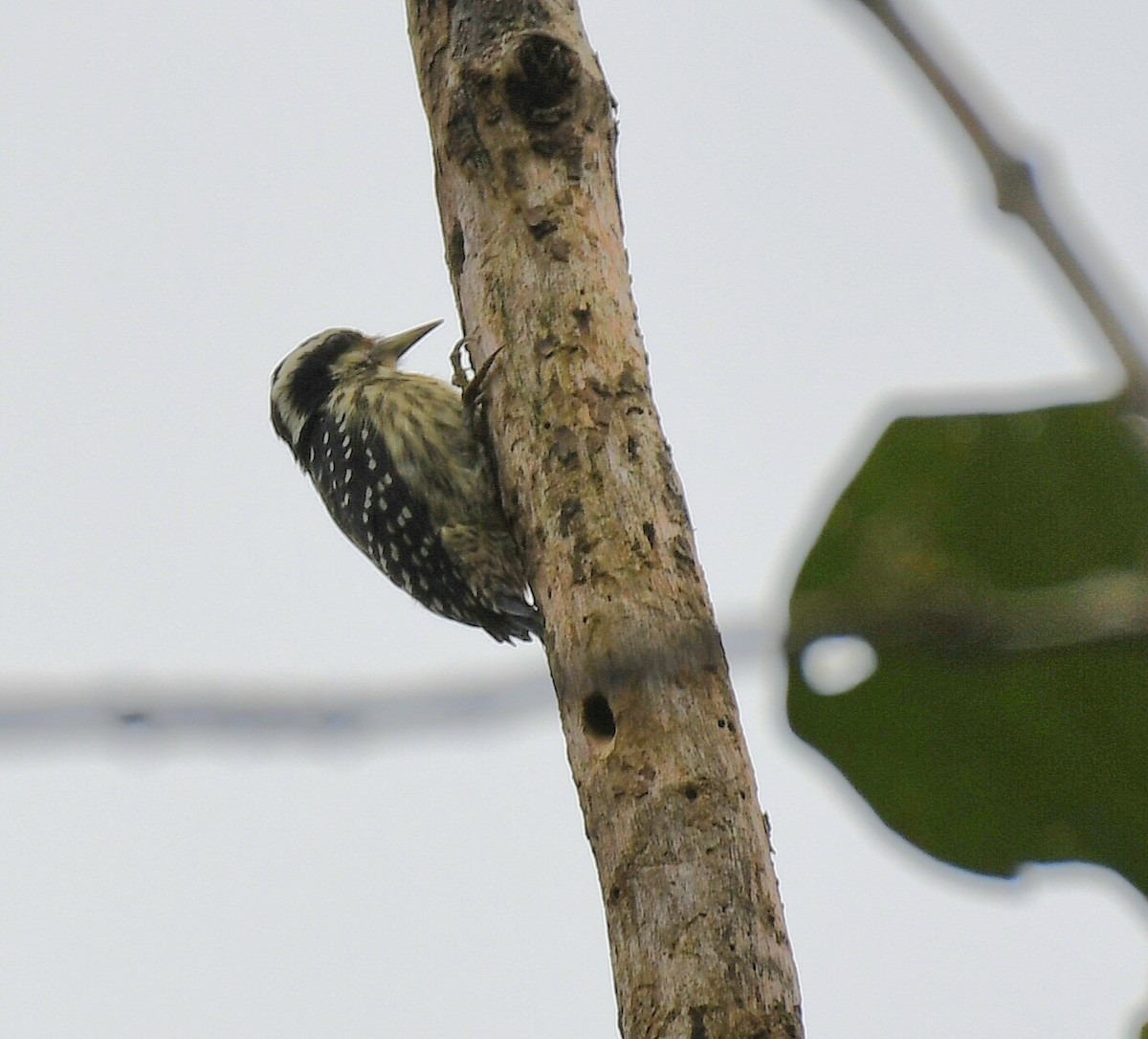 Philippine Pygmy Woodpecker - ML514368461
