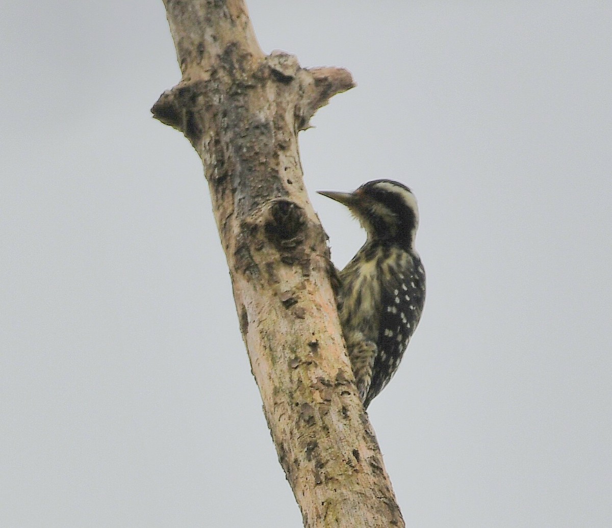 Philippine Pygmy Woodpecker - ML514368471