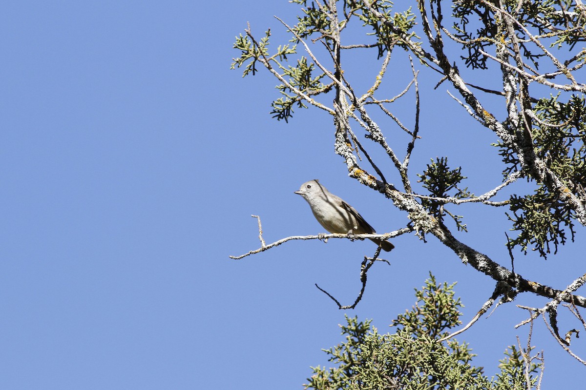 Mésange unicolore - ML51437181