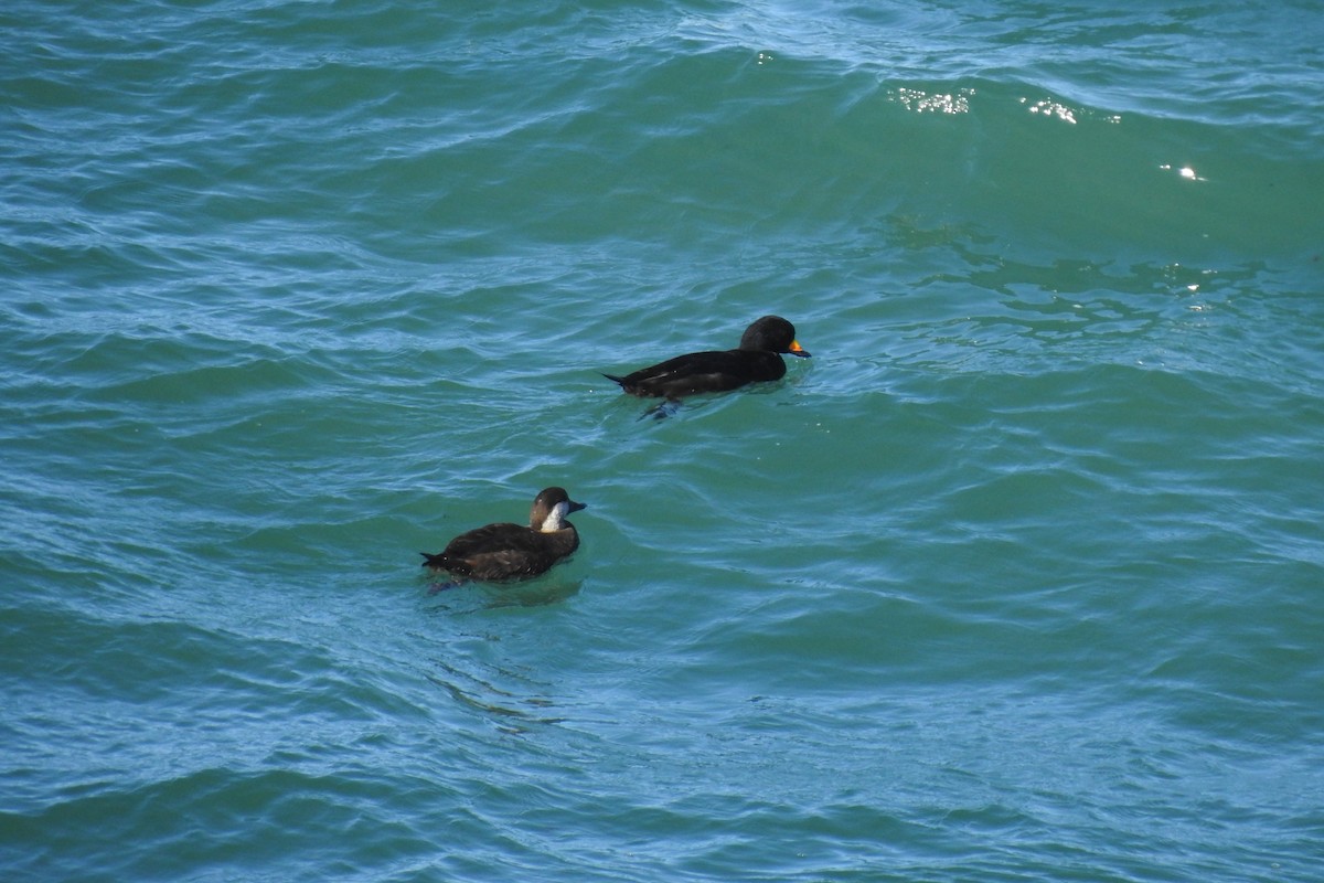 Black Scoter - ML514373891