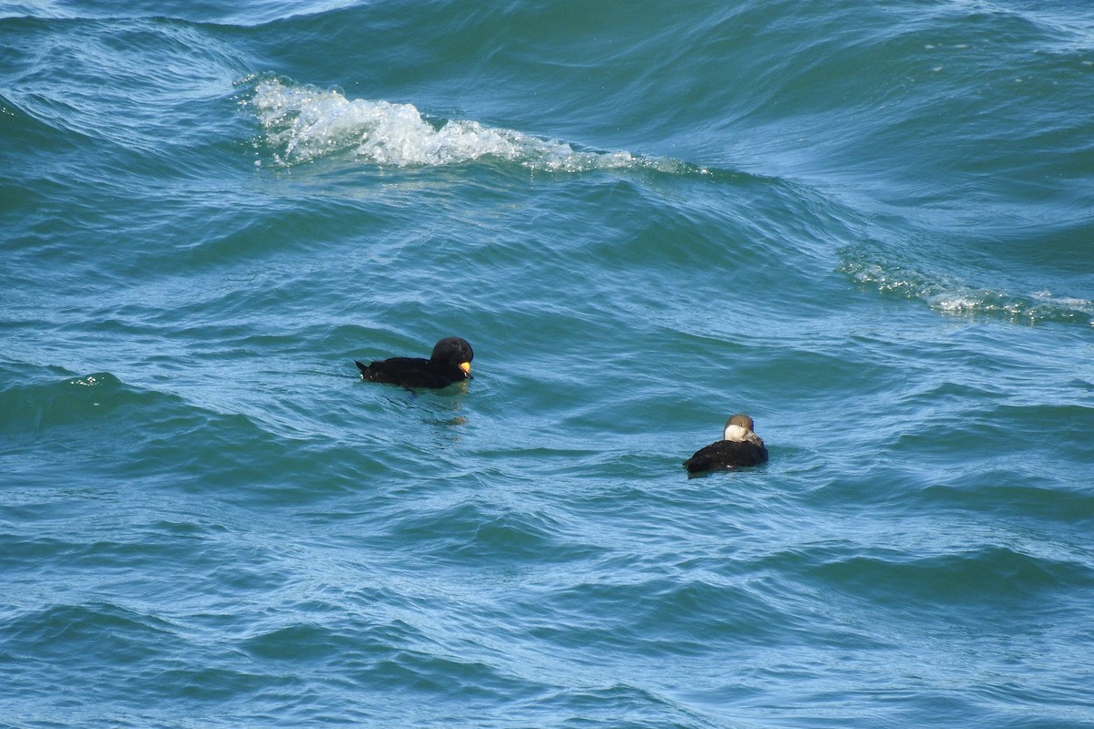 Black Scoter - ML514373921