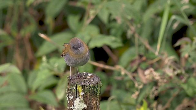Black-billed Nightingale-Thrush - ML514375831