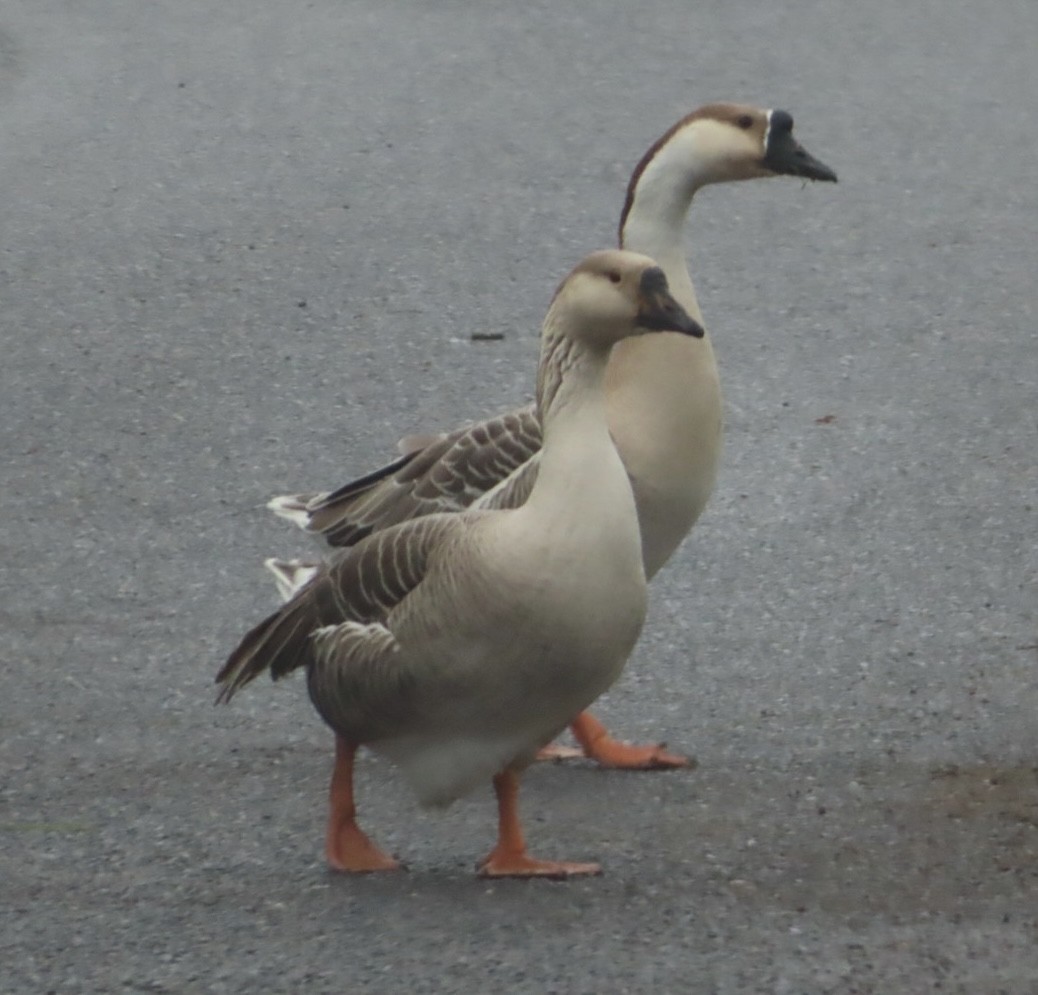 Schwanengans (domestiziert), Höckergans - ML514377631