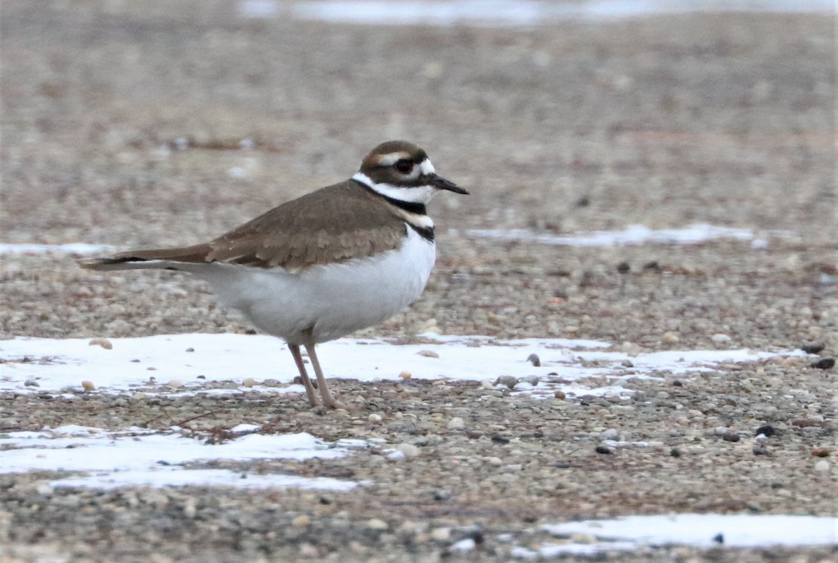 Killdeer - ML514378451