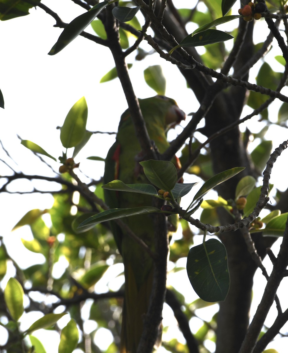 Psittaciformes sp. (parakeet sp.) - ML514378761