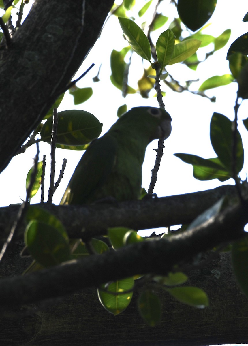 Psittaciformes sp. (parakeet sp.) - ML514378771