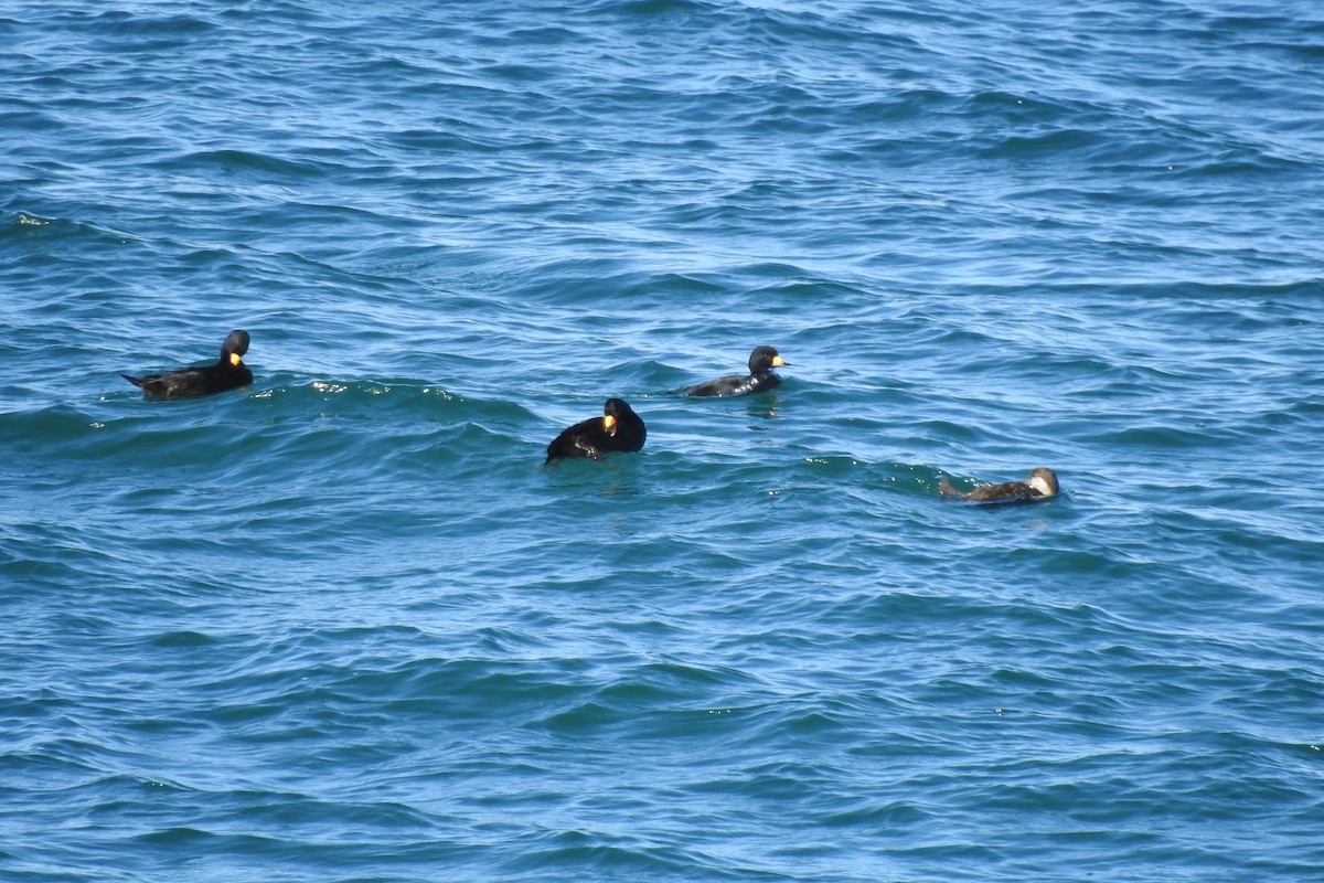 Black Scoter - ML514380211
