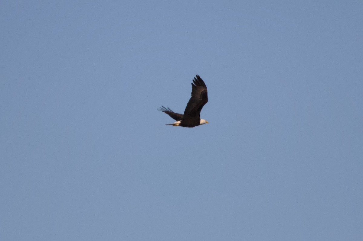 Bald Eagle - ML514380241