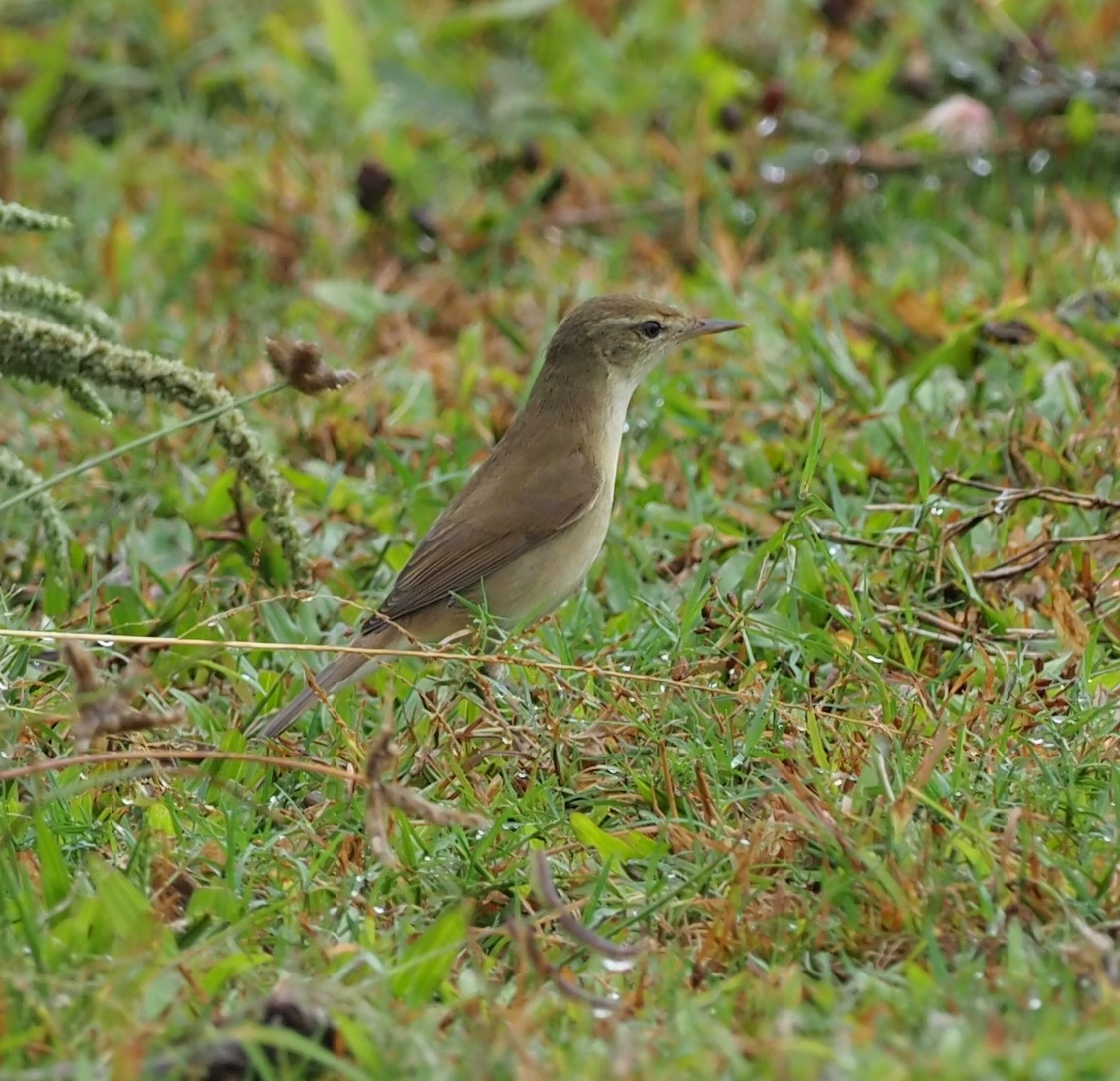 Paddyfield Warbler - ML514380421