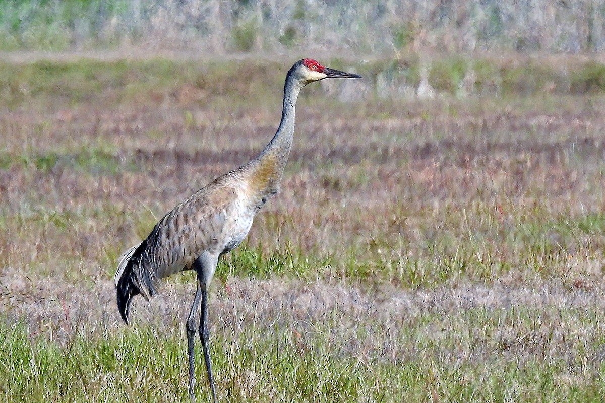 Sandhill Crane - ML51438241