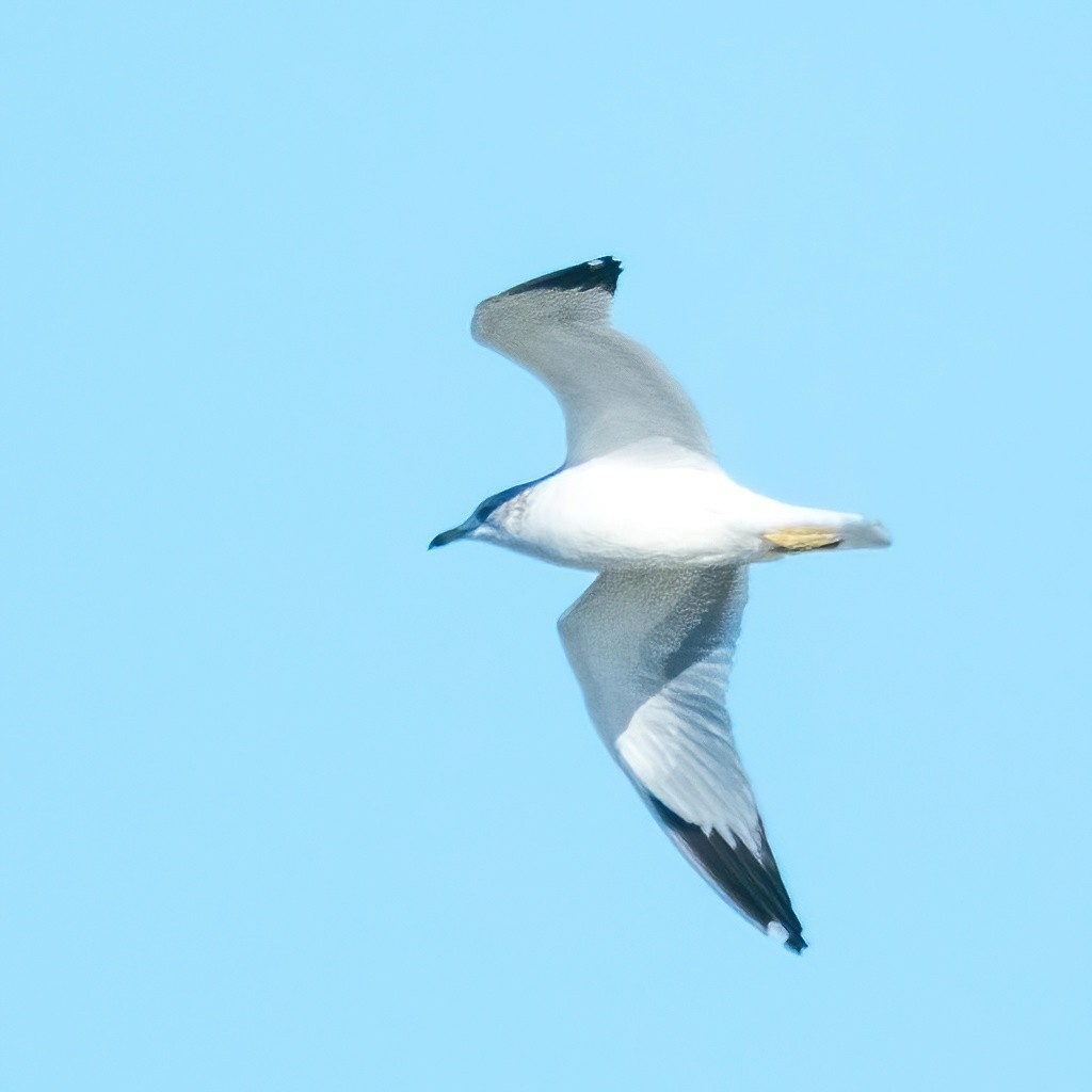 Ring-billed Gull - ML514382601