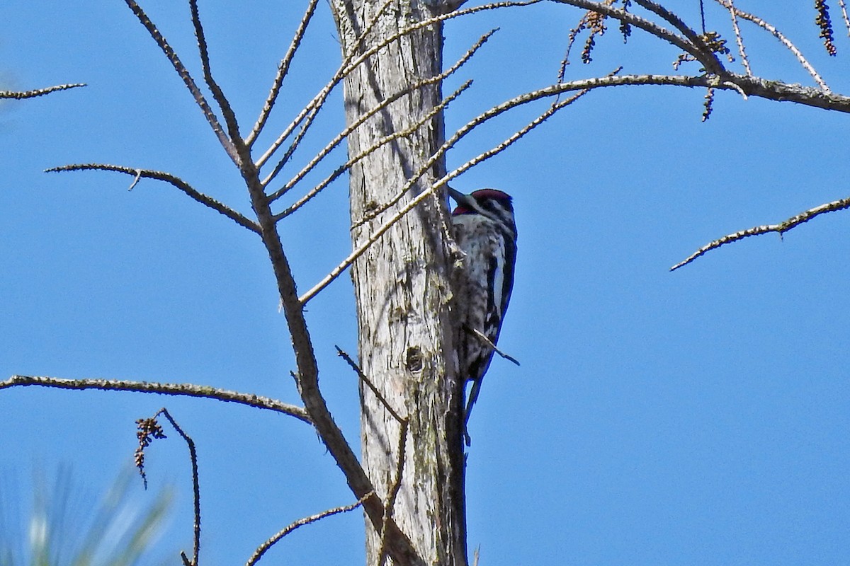 Yellow-bellied Sapsucker - ML51438271