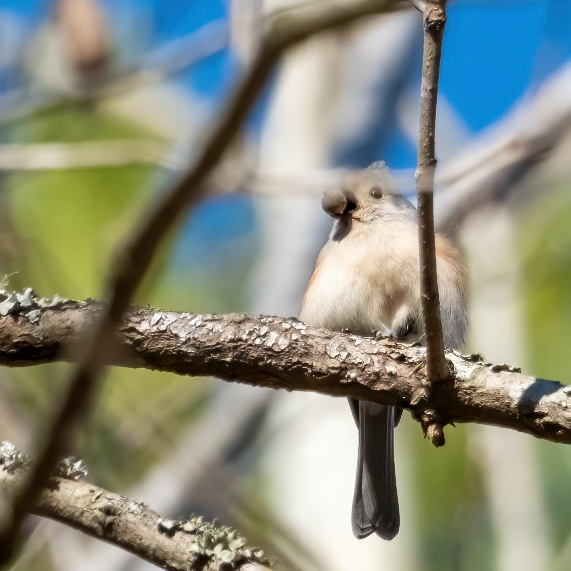 Tufted Titmouse - Charles Byrne