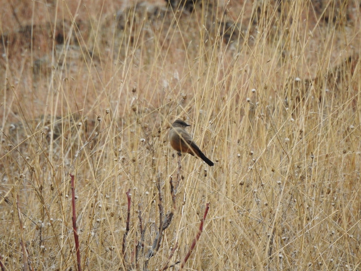 Say's Phoebe - ML514383371