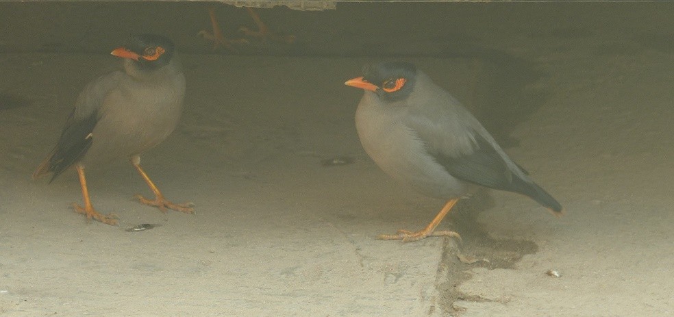 Bank Myna - ML51438381