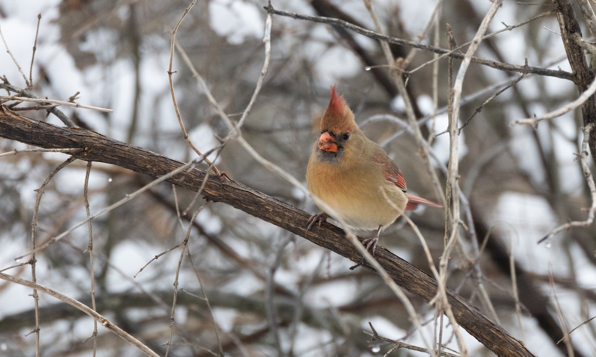 Northern Cardinal - ML514384281
