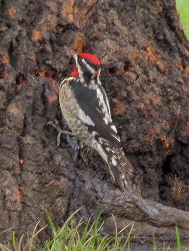 Red-naped Sapsucker - ML51438561