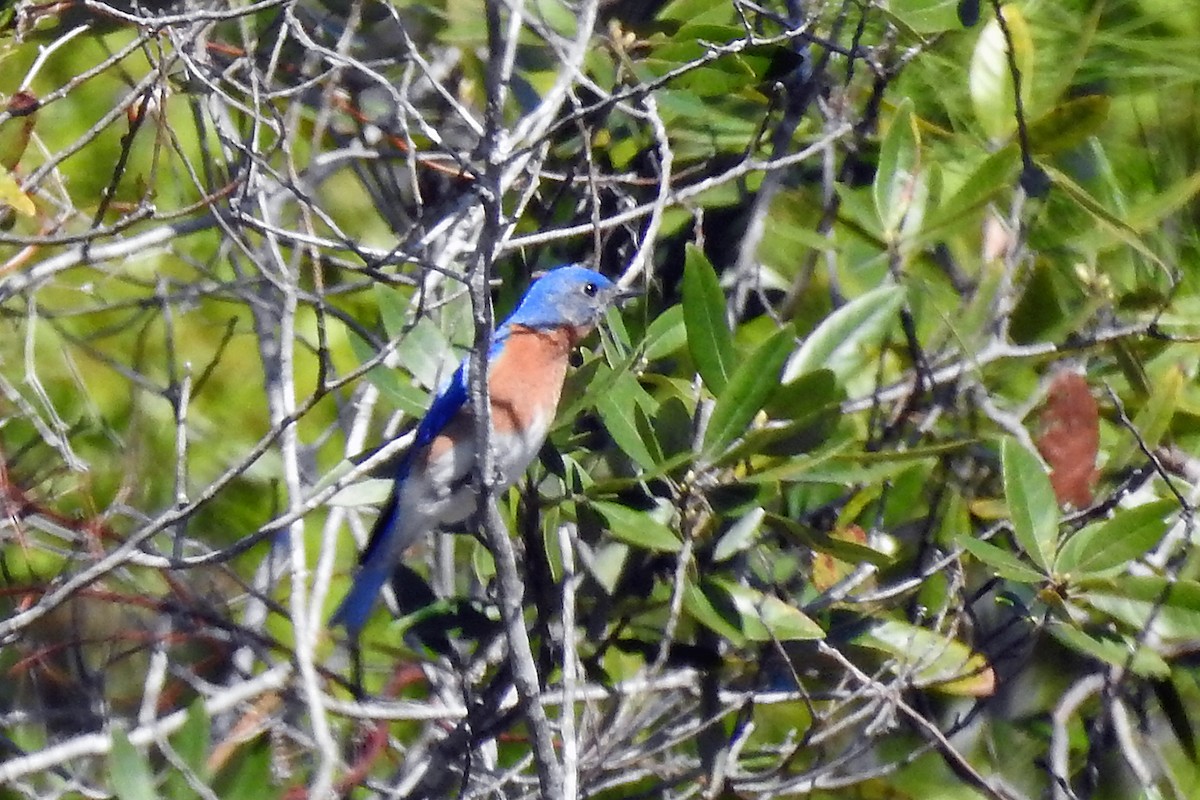 Eastern Bluebird - ML51438621