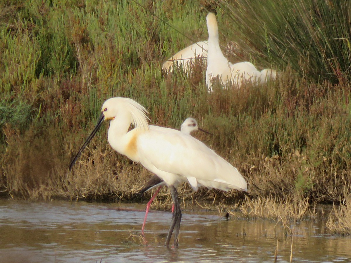 Eurasian Spoonbill - ML51438851