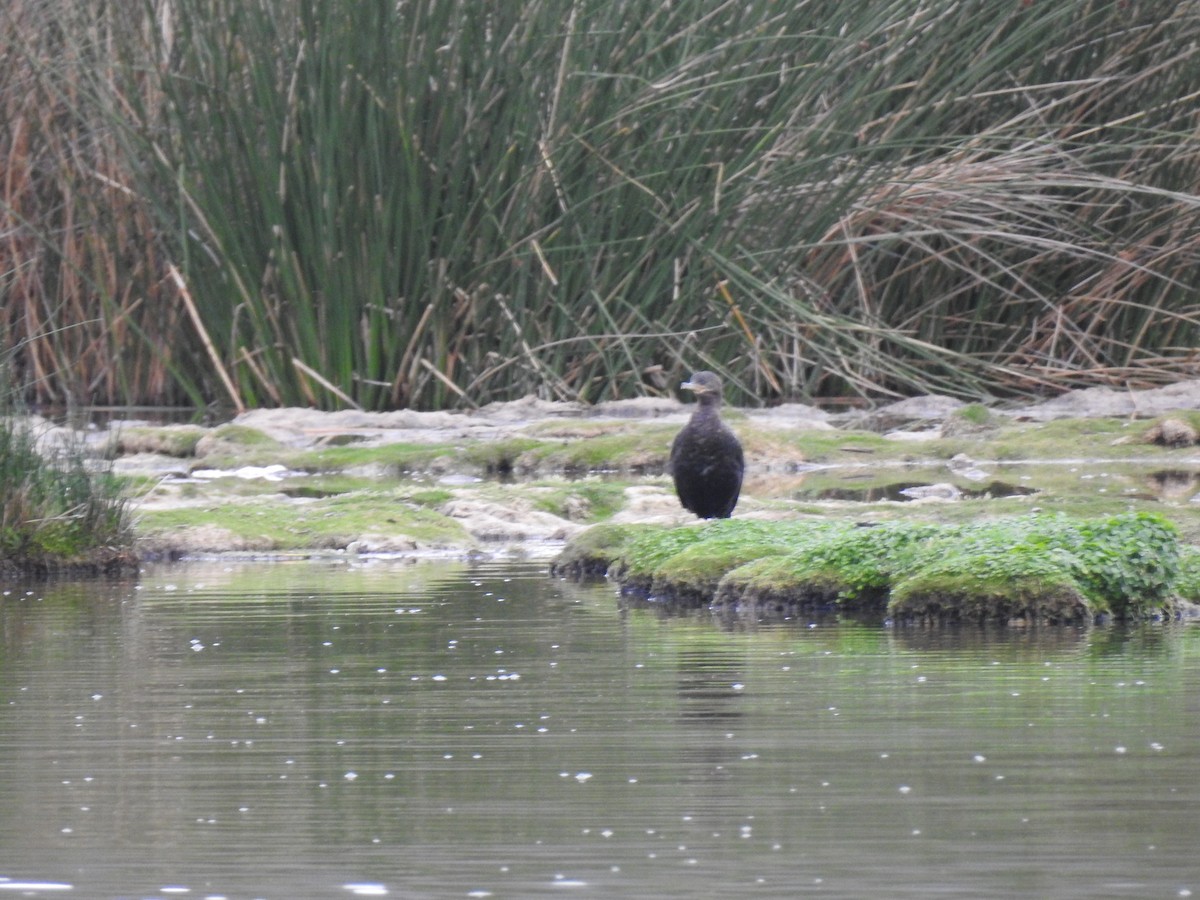 Neotropic Cormorant - Rolando Chaparrea Cardenas