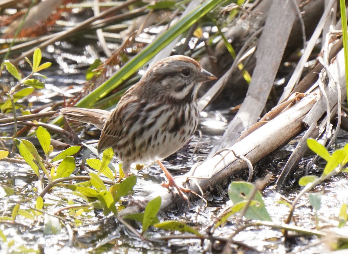 Song Sparrow - Linda kuhn