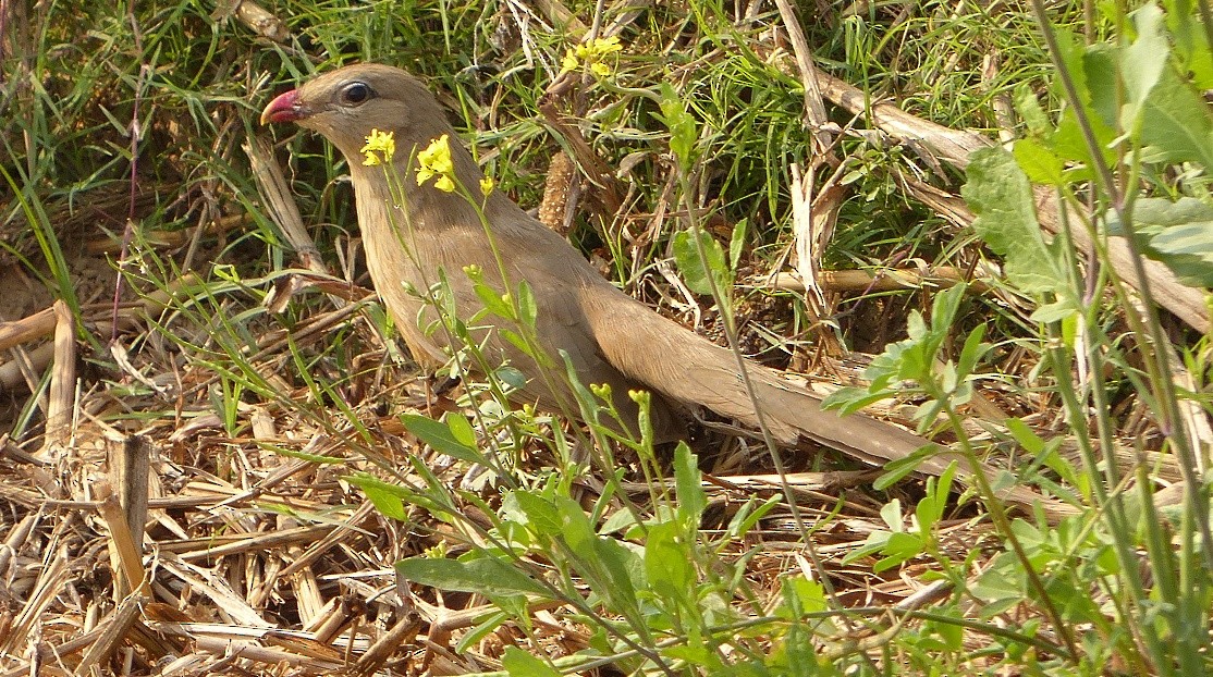 Sirkeer Malkoha - ML51439031