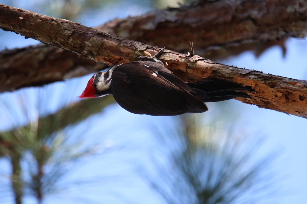 Pileated Woodpecker - Ethan Green