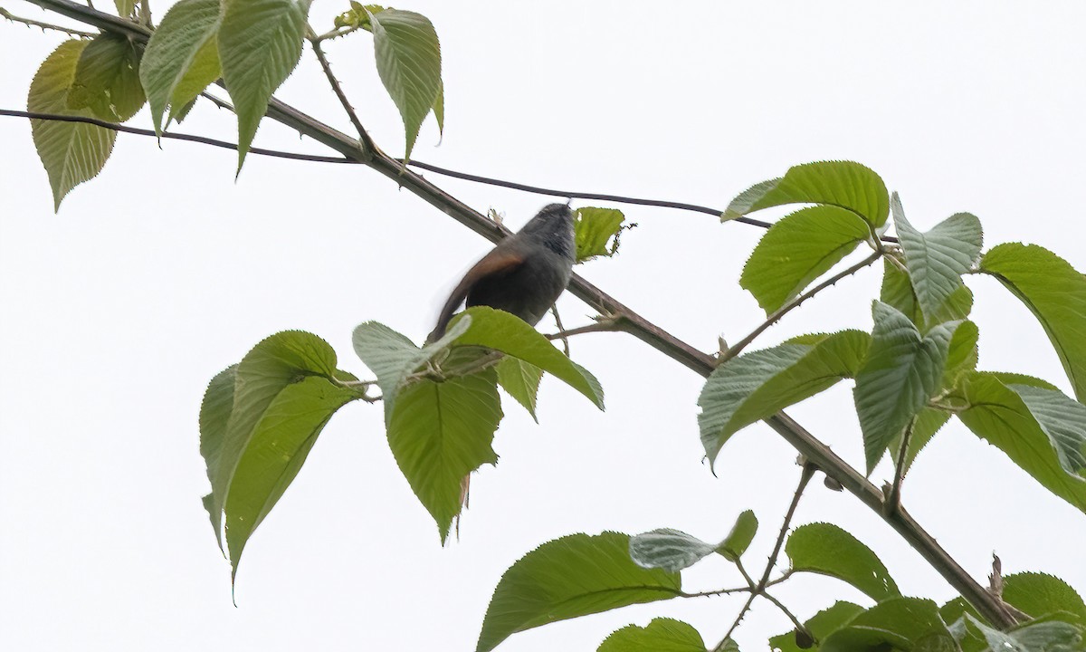 Azara's Spinetail - ML514391071