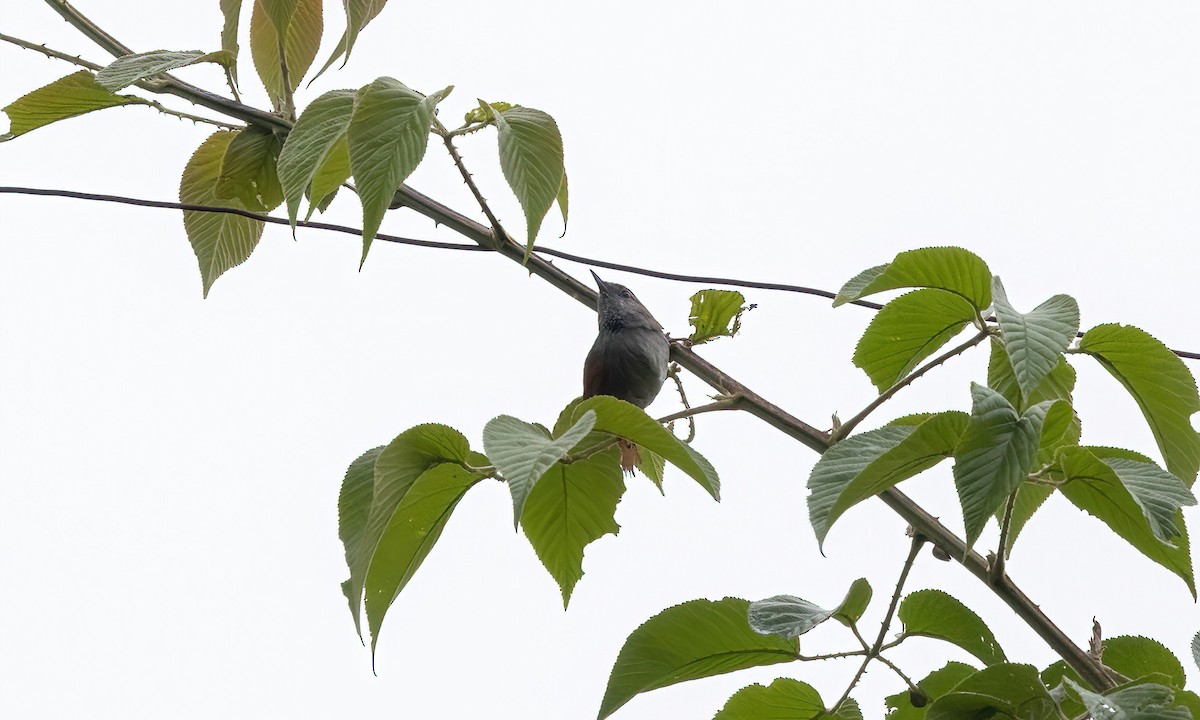 Azara's Spinetail - ML514391081