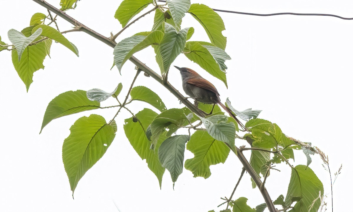 Azara's Spinetail - ML514391111