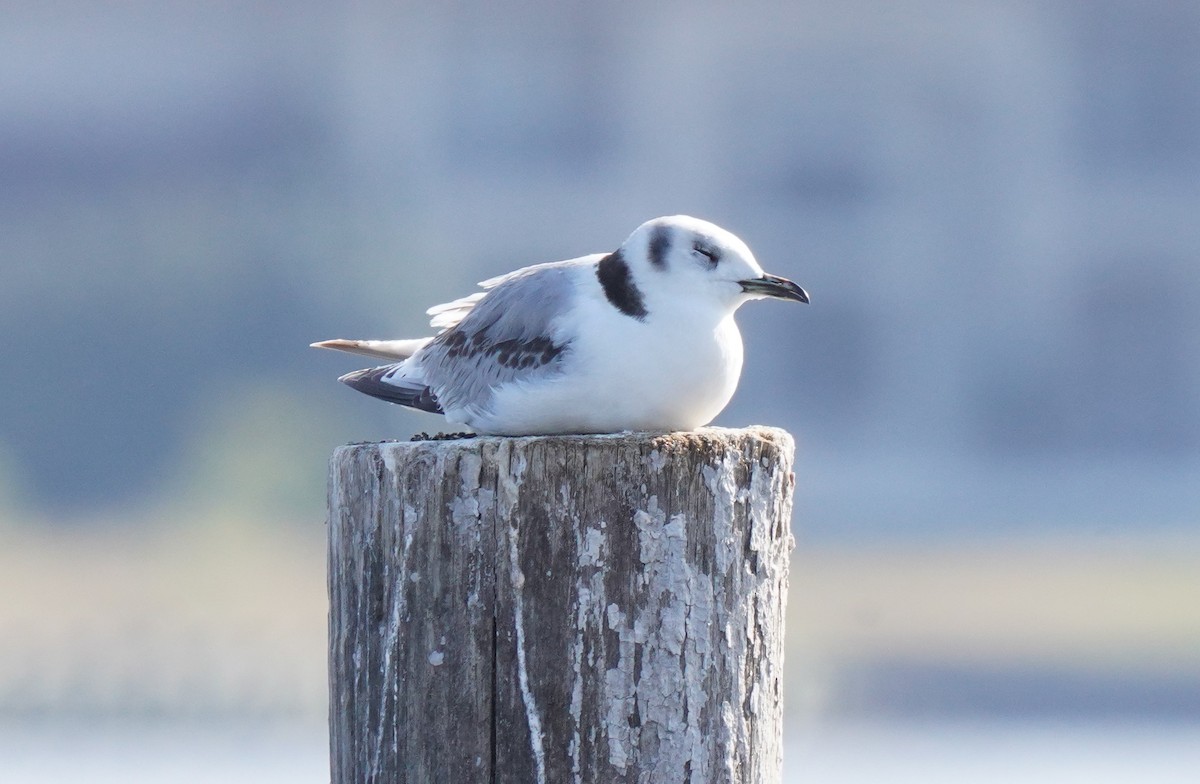 Black-legged Kittiwake - Linda kuhn