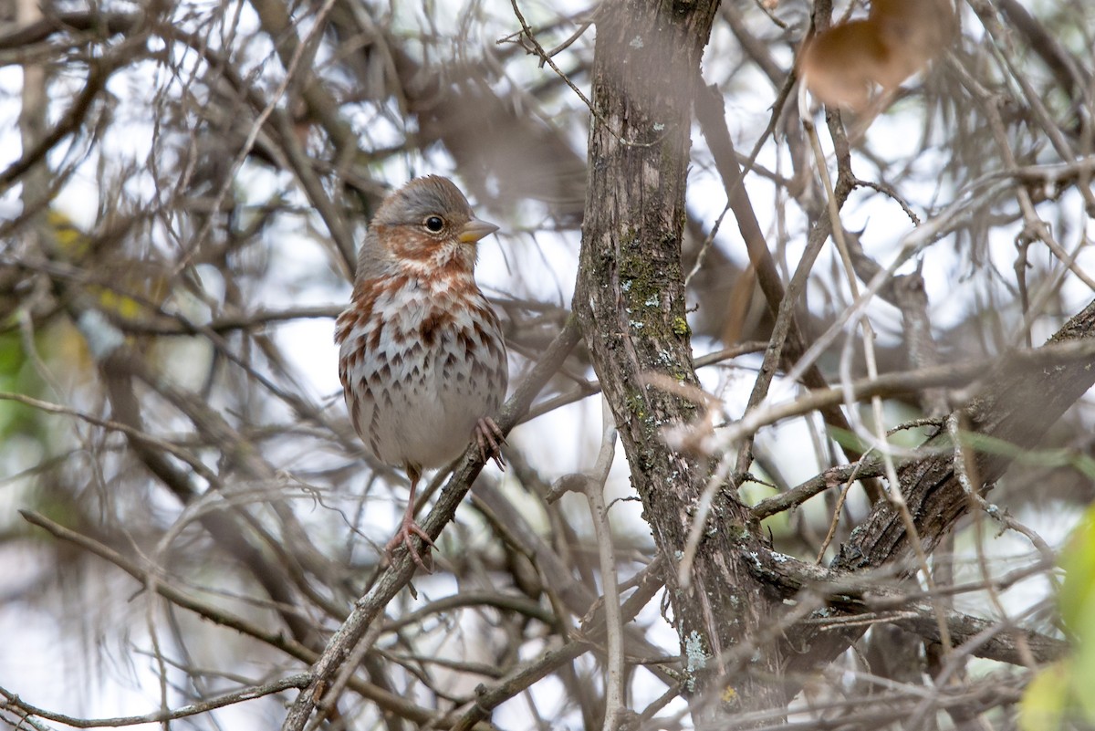 Fox Sparrow - ML514394601