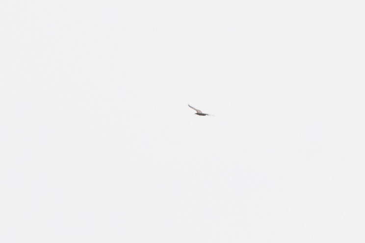 Bald Eagle - ML514394701